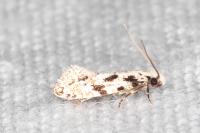 Nemapogon nevadellus