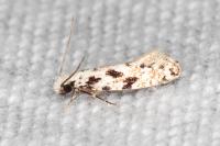 Nemapogon nevadellus