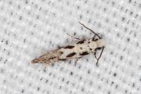 Nemapogon nevadellus