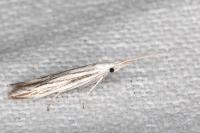 Coleophora strigosella