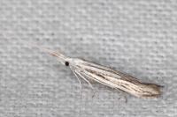 Coleophora strigosella