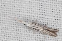 Coleophora strigosella