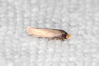 Stigmella suberivora