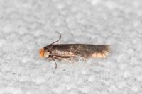 Stigmella suberivora