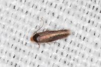Stigmella suberivora