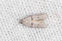 Symmocoides oxybiella