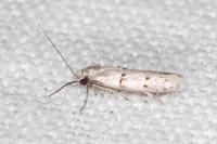 Symmocoides oxybiella