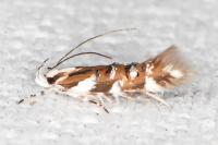 Isidiella divitella
