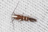 Isidiella divitella