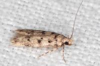 Bryotropha domestica