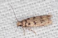 Bryotropha domestica