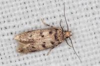 Bryotropha domestica