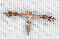 Stangeia siceliota
