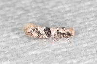 Infurcitinea atrifasciella