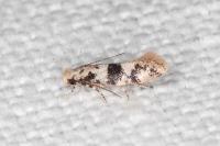 Infurcitinea atrifasciella