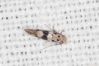 Infurcitinea atrifasciella