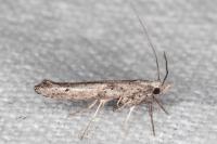 Paradoxus osyridellus