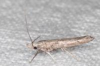 Paradoxus osyridellus