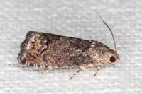 Cydia splendana