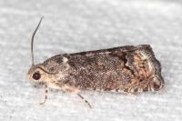 Cydia splendana