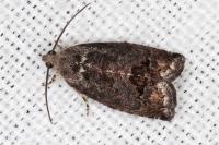 Cydia splendana