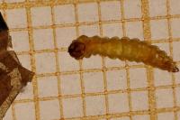 Stigmella suberivora