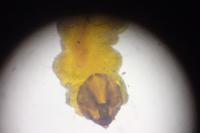 Stigmella suberivora