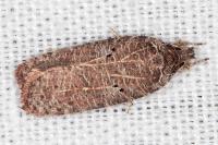 Agonopterix rutana