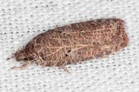 Agonopterix rutana