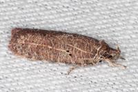 Agonopterix rutana