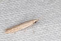 Coleophora versurella