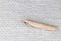 Coleophora versurella