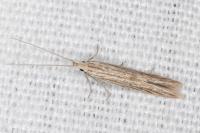 Coleophora versurella