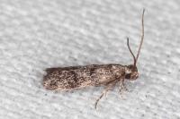 Symmoca orphnella
