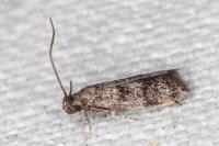 Symmoca orphnella