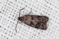 Symmoca orphnella