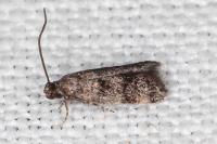 Symmoca orphnella