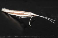 Coleophora bilineella