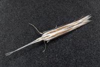 Coleophora bilineella