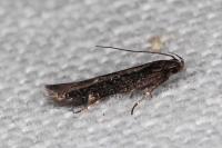 Aproaerema anthyllidella