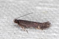 Aproaerema anthyllidella