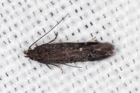Aproaerema anthyllidella
