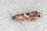 Glyphipterix