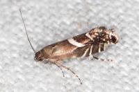 Glyphipterix