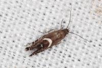 Glyphipterix