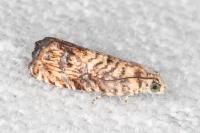 Pammene gallicolana