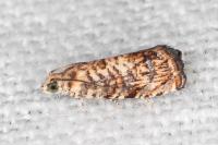 Pammene gallicolana