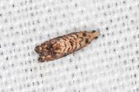 Pammene gallicolana