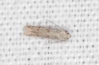 Symmocoides oxybiella