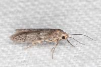 Blastobasis phycidella